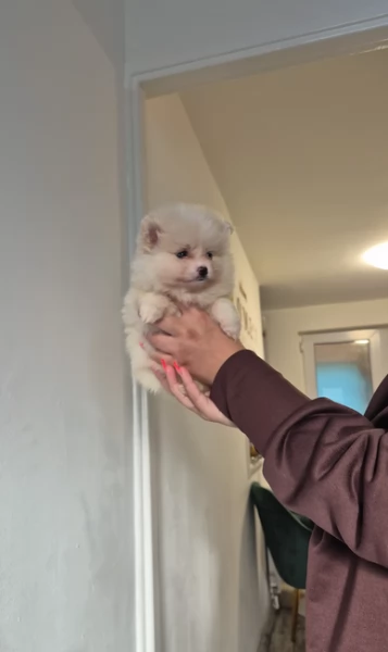 pomeranian maschio e femmina per ladozione | Foto 6