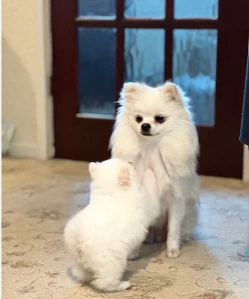pomeranian maschio e femmina per ladozione | Foto 0
