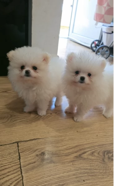 pomeranian maschio e femmina per ladozione | Foto 5