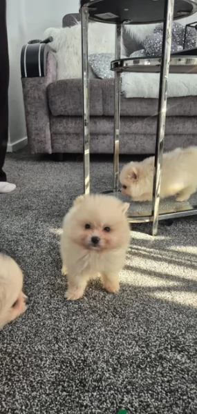 pomeranian maschio e femmina per ladozione | Foto 4