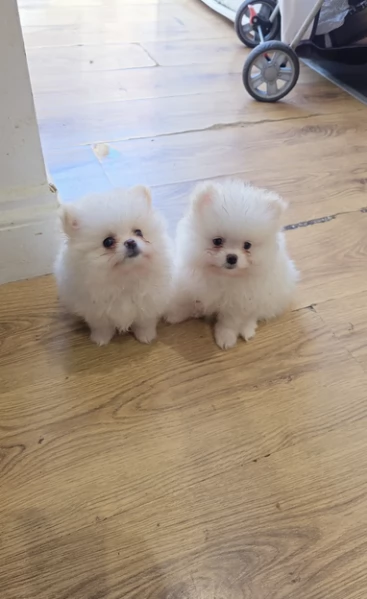 pomeranian maschio e femmina per ladozione | Foto 3