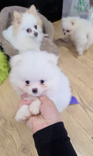 pomeranian maschio e femmina per ladozione | Foto 5