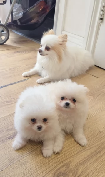 pomeranian maschio e femmina per ladozione | Foto 6