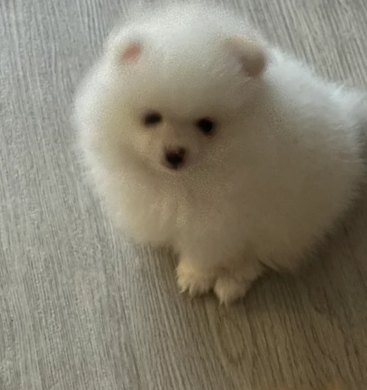 pomeranian maschio e femmina per ladozione | Foto 5
