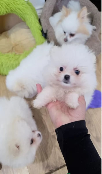 pomeranian maschio e femmina per ladozione | Foto 4
