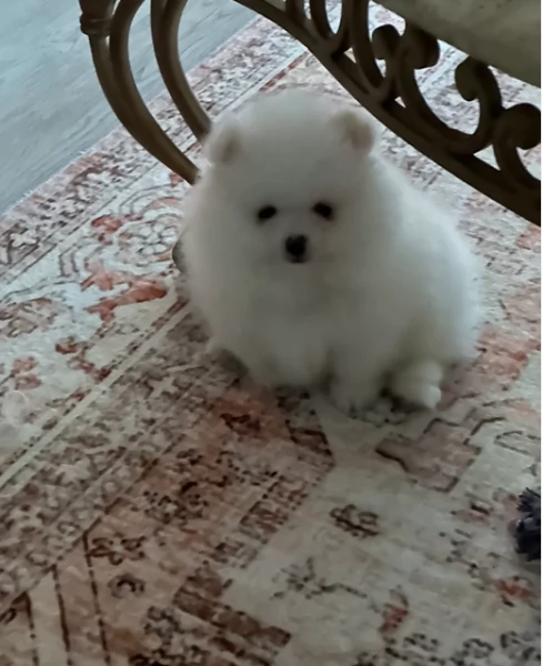 pomeranian maschio e femmina per ladozione | Foto 3