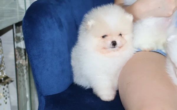 pomeranian maschio e femmina per ladozione | Foto 2