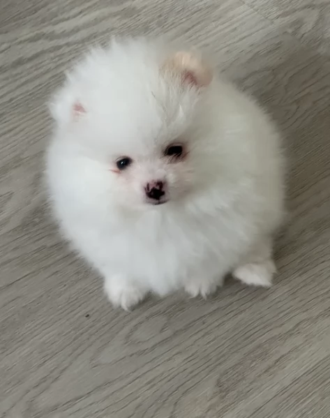 pomeranian maschio e femmina per ladozione | Foto 1