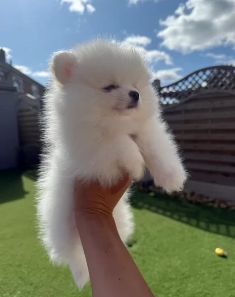 pomeranian maschio e femmina per ladozione