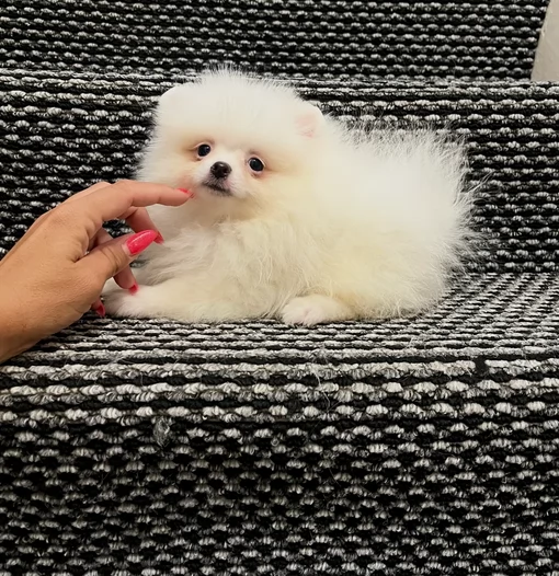 pomeranian maschio e femmina per ladozione