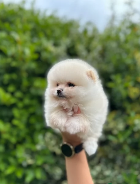 pomeranian maschio e femmina per ladozione | Foto 5