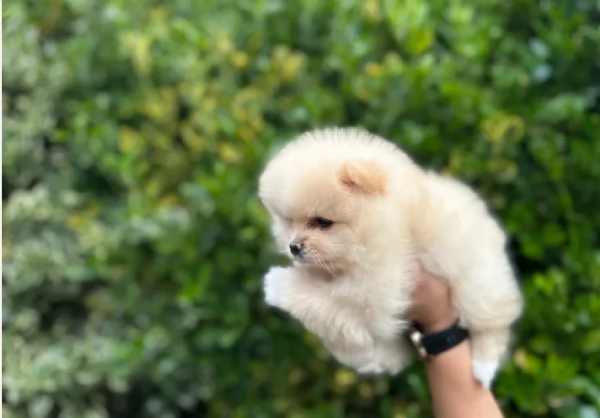 pomeranian maschio e femmina per ladozione | Foto 0