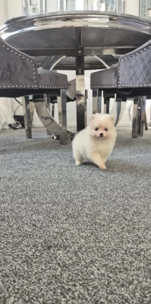 pomeranian maschio e femmina per ladozione | Foto 4