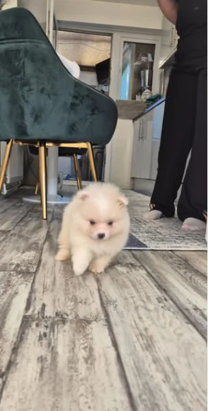 pomeranian maschio e femmina per ladozione | Foto 3