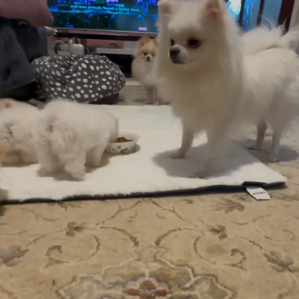 pomeranian maschio e femmina per ladozione | Foto 2