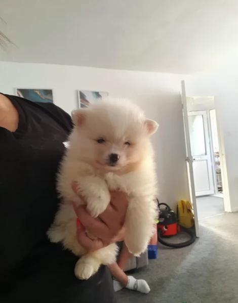 pomeranian maschio e femmina per ladozione | Foto 1