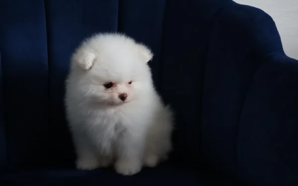 pomeranian maschio e femmina per ladozione | Foto 3