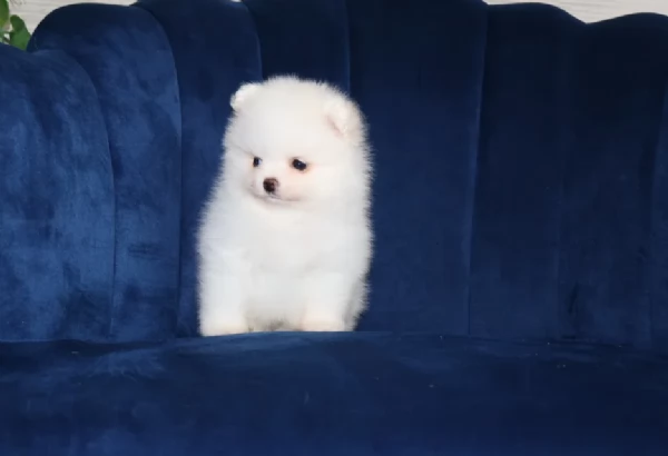 pomeranian maschio e femmina per ladozione | Foto 1
