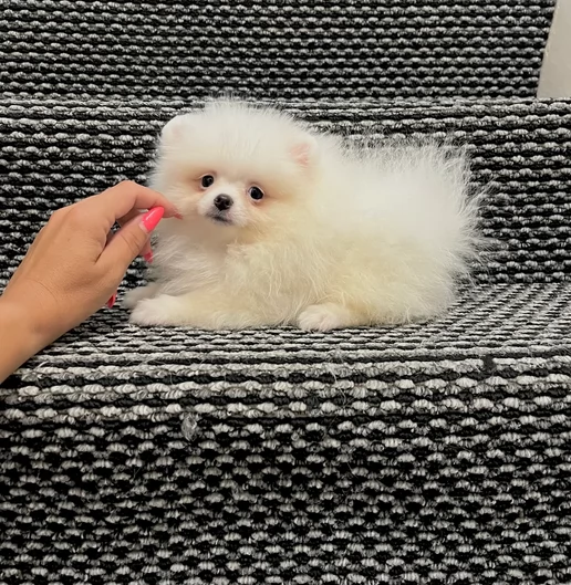 pomeranian maschio e femmina per ladozione | Foto 0