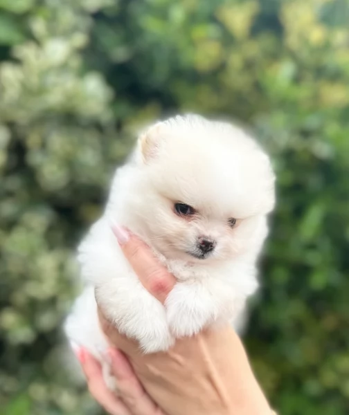 pomeranian maschio e femmina per ladozione | Foto 0
