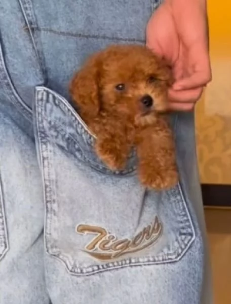 1 Barboncino Toy cuccioli maschio e femmina | Foto 0