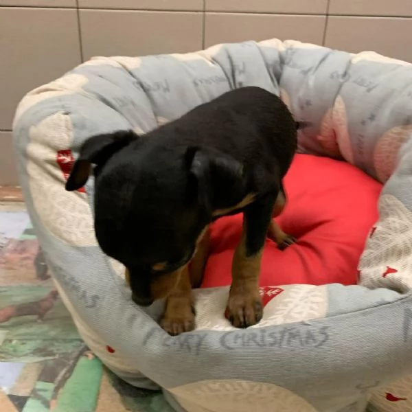 Pinscher Mini cuccioli maschio e femmina | Foto 0