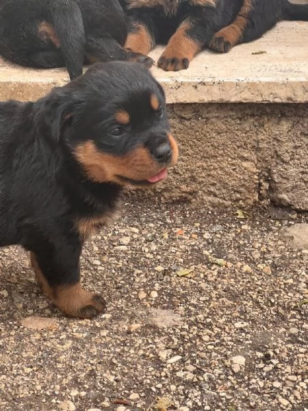 Rottweiler 