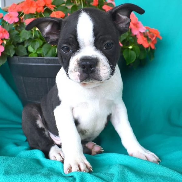 Boston terrier  cuccioli maschio e femmina | Foto 0