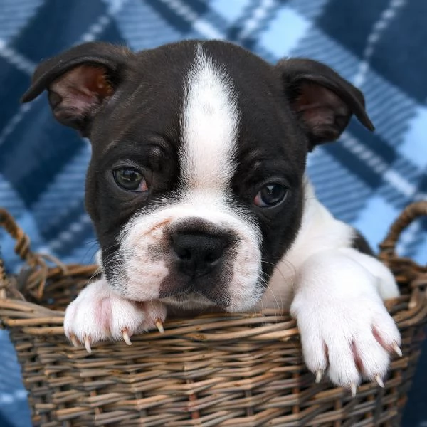 Boston terrier  cuccioli maschio e femmina