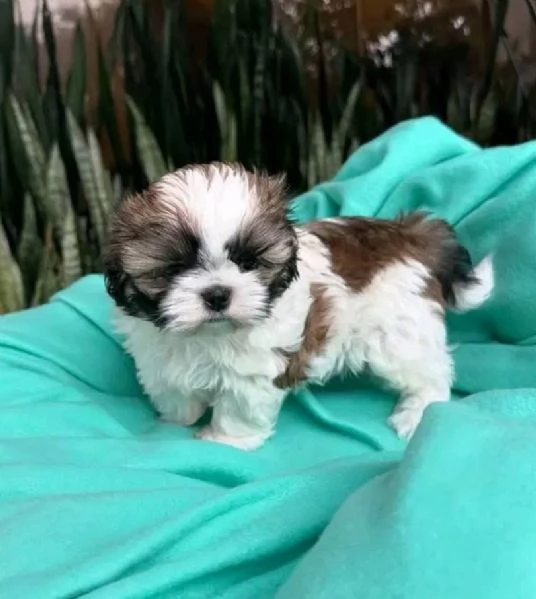 5 ShihTzu Mini Toy cuccioli maschio e femmina