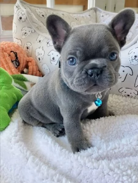 9 Bulldog Francese cuccioli maschio e femmina