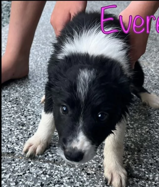 Border Collie cuccioli maschio e femmina