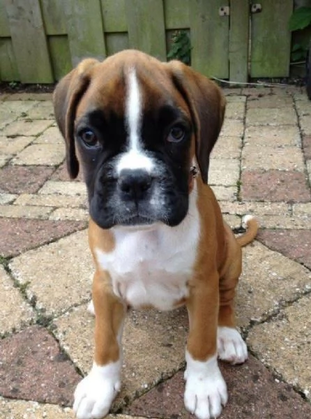 Boxer cuccioli maschio e femmina