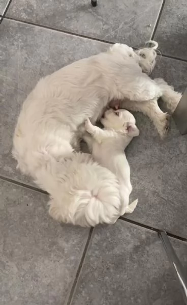 Maltese maschio toy 