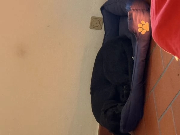 Vendo un cucciolo di Labrador di 5 mesi  | Foto 1
