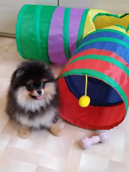 cuccioli di pomerania
