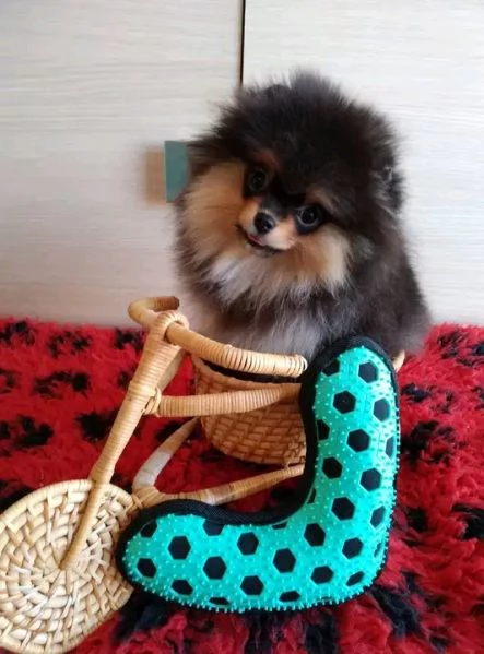 cuccioli di pomerania | Foto 1