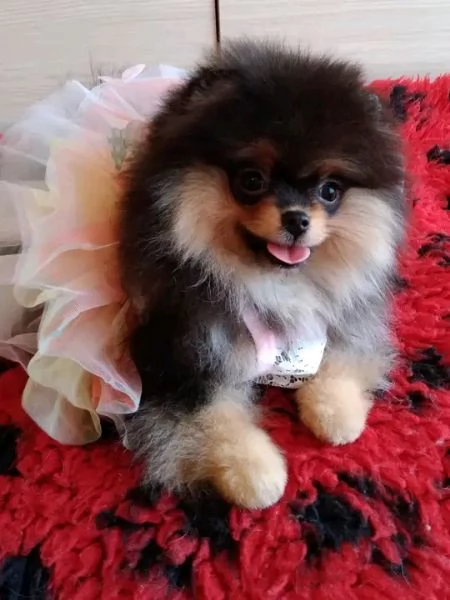 cuccioli di pomerania | Foto 0