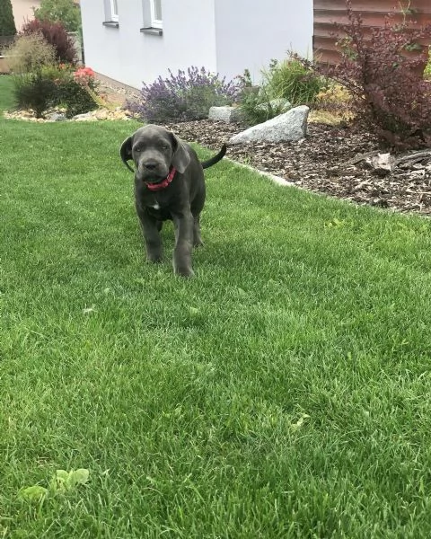 Cuccioli di Cane Corso con pedigree ENCI disponibili per ladozione | Foto 6