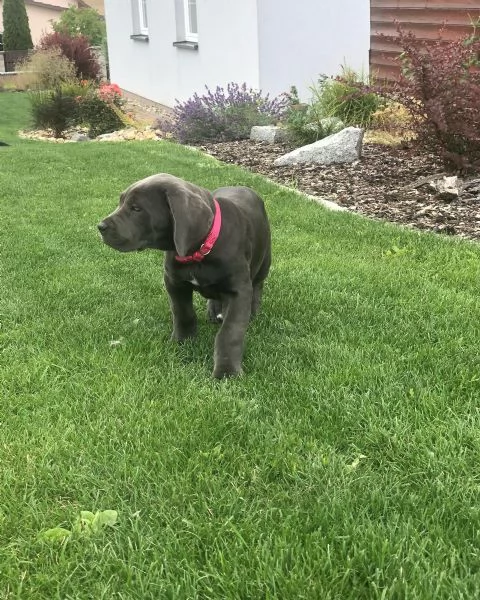 Cuccioli di Cane Corso con pedigree ENCI disponibili per ladozione | Foto 5