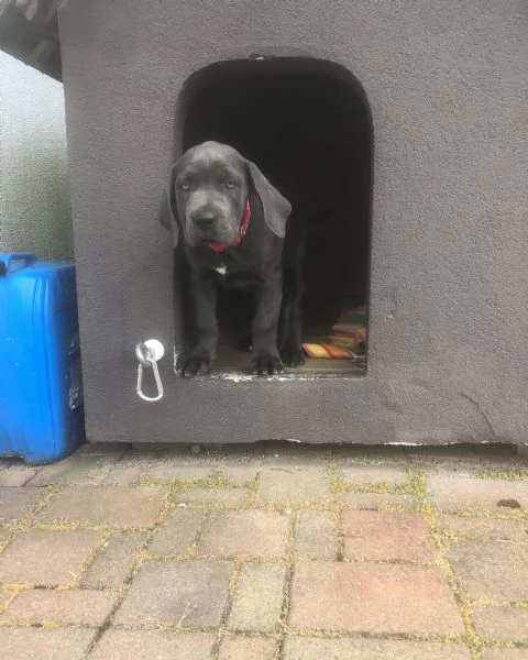 Cuccioli di Cane Corso con pedigree ENCI disponibili per ladozione | Foto 4