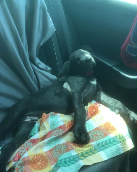 Cuccioli di Cane Corso con pedigree ENCI disponibili per ladozione | Foto 3
