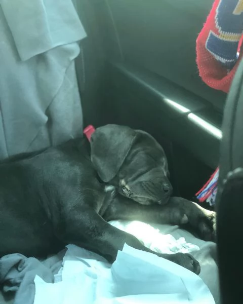 Cuccioli di Cane Corso con pedigree ENCI disponibili per ladozione | Foto 2