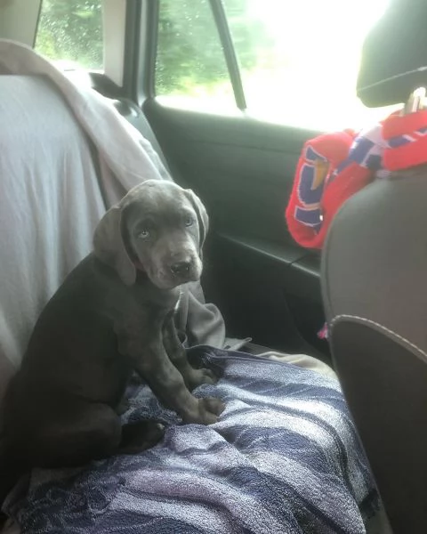 Cuccioli di Cane Corso con pedigree ENCI disponibili per ladozione