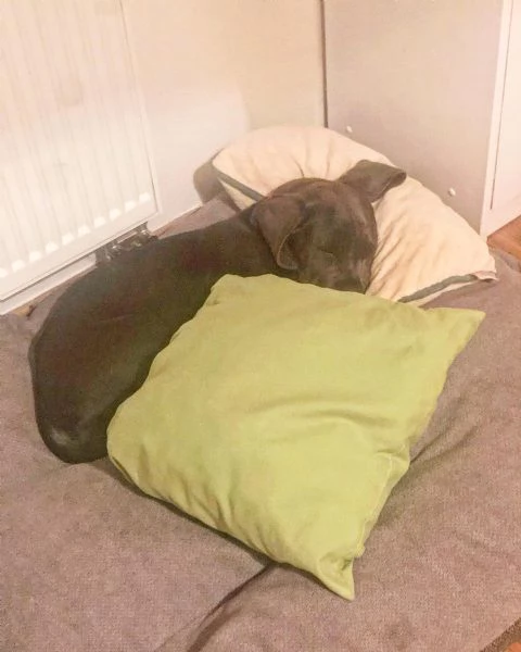 Cuccioli di Cane Corso con pedigree ENCI disponibili per ladozione | Foto 1