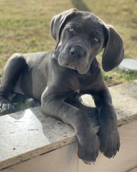 Cuccioli di Cane Corso  Disponibili ora | Foto 6