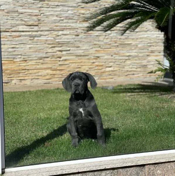 Cuccioli di Cane Corso  Disponibili ora | Foto 5