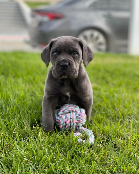 Cuccioli di Cane Corso  Disponibili ora | Foto 4