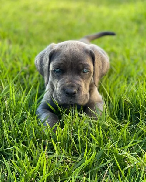 Cuccioli di Cane Corso  Disponibili ora | Foto 3
