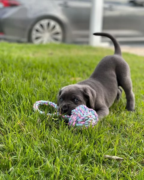 Cuccioli di Cane Corso  Disponibili ora | Foto 2